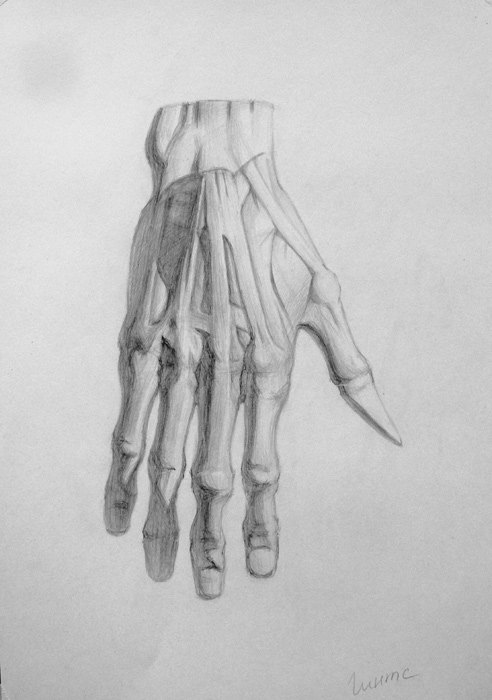 Гипсовая рука - экорше. Анатомический тональный рисунок