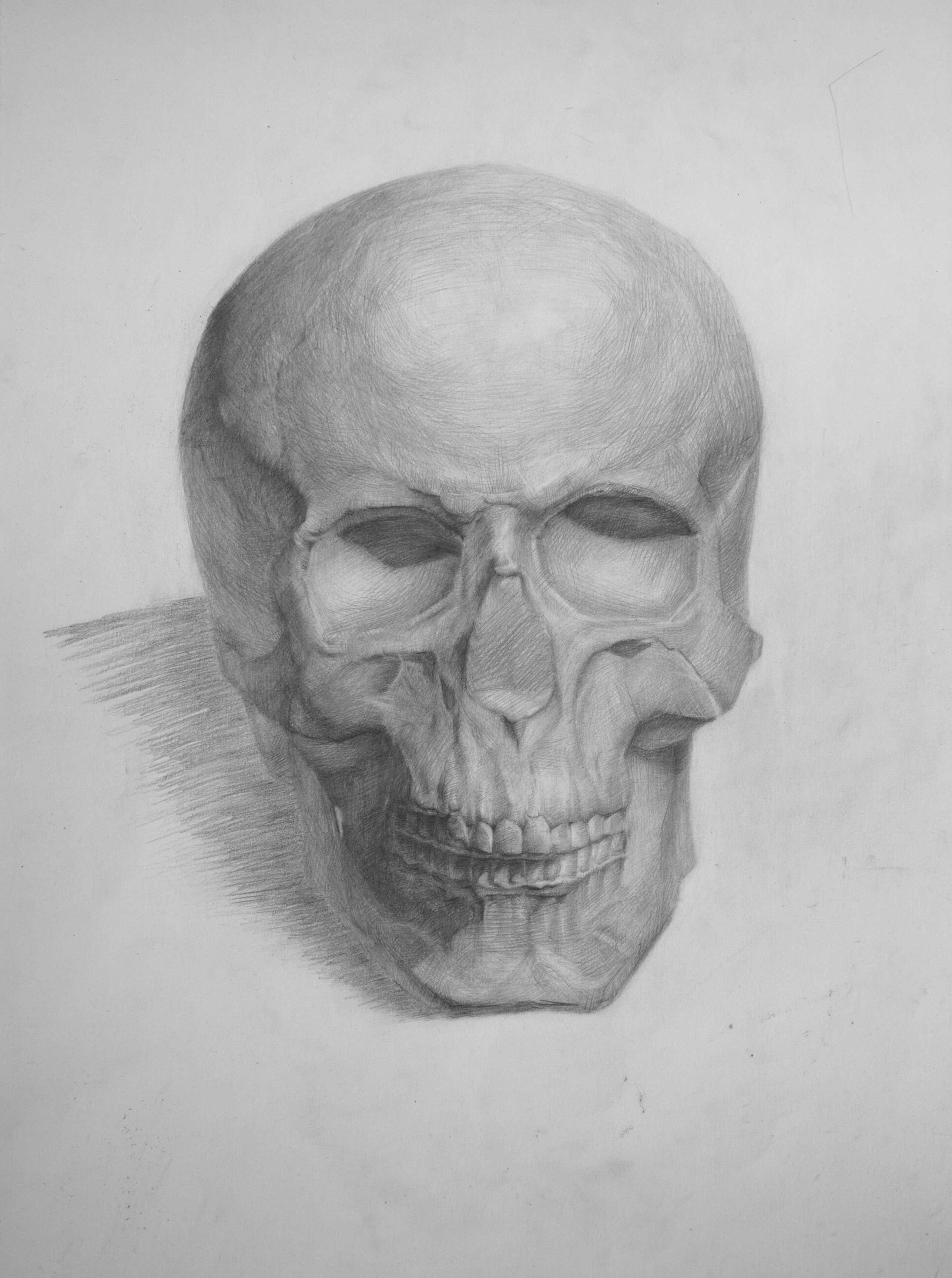 Академический рисунок черепа человека