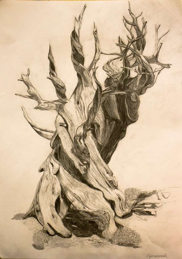 Дерево. Зарисовка карандашом