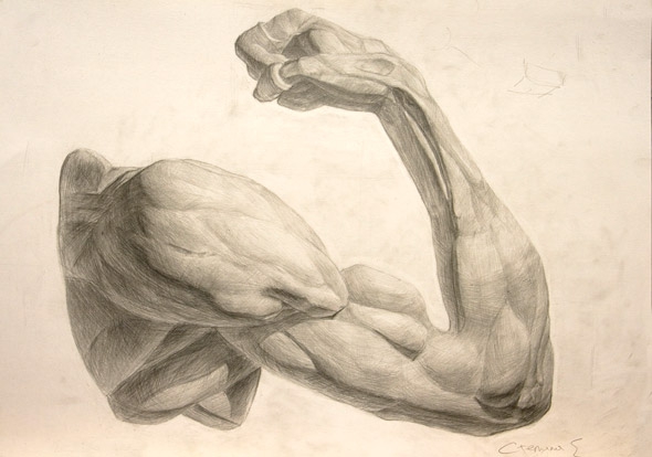 Учебный академический рисунок "Анатомическая рука - экорше"