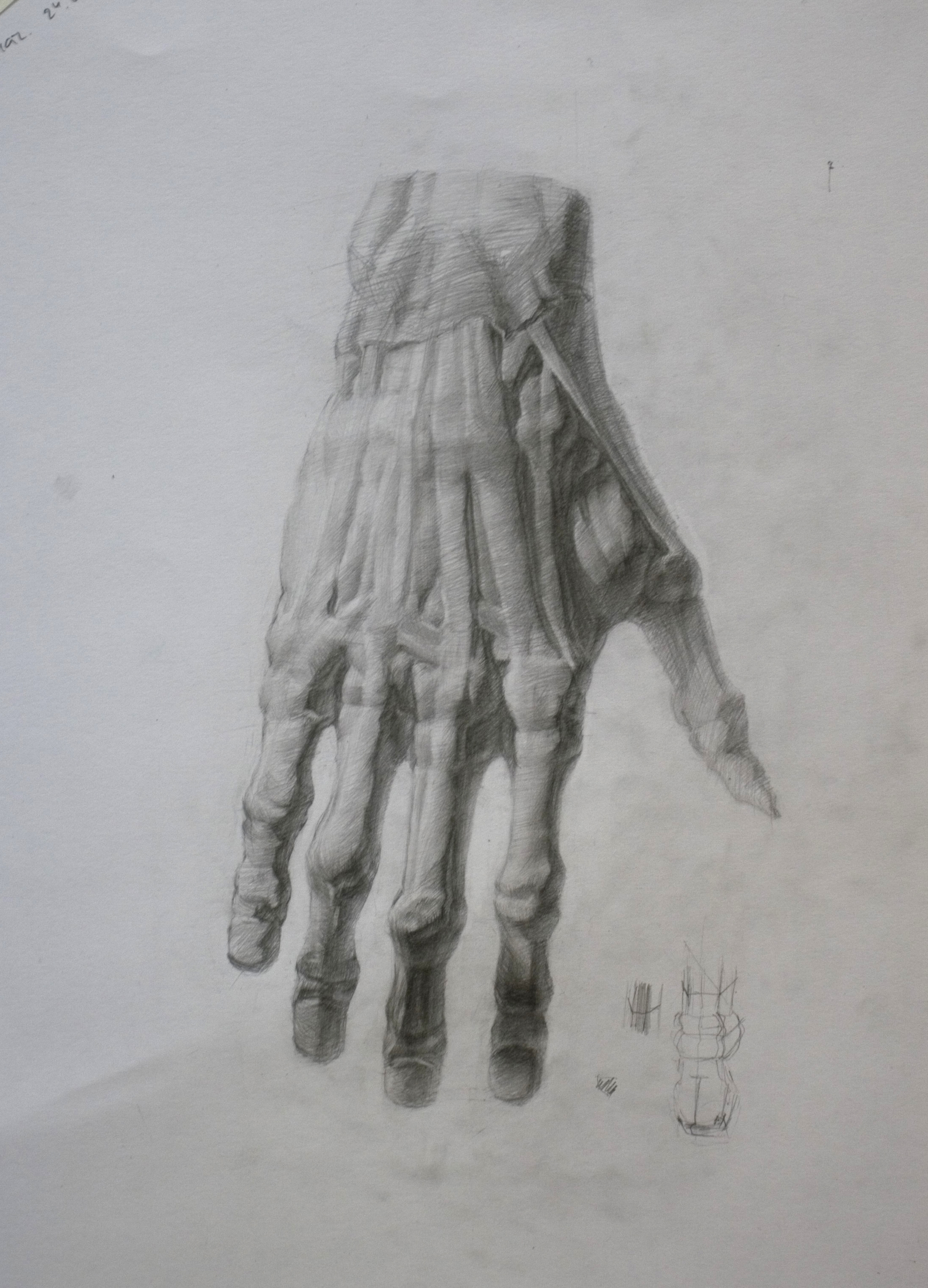 Кисть руки человека (экорше) - учебный рисунок карандашом
