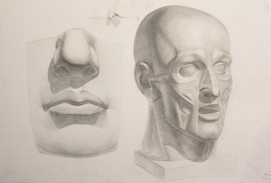 Голова "Экорше Гудона" рисунок. Нос и губы Давида рисунок