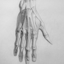 Гипсовая рука - экорше. Анатомический тональный рисунок