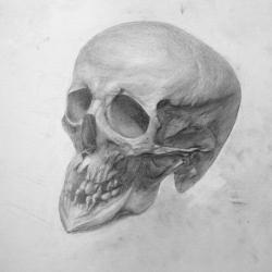 Рисуем череп человека в ракурсе. Анатомический рисунок