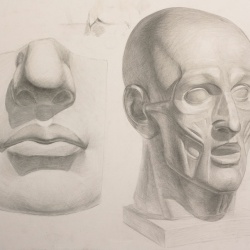 Голова "Экорше Гудона" рисунок. Нос и губы Давида рисунок