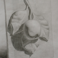 Академический рисунок гипсового рельефа "Яблоко"