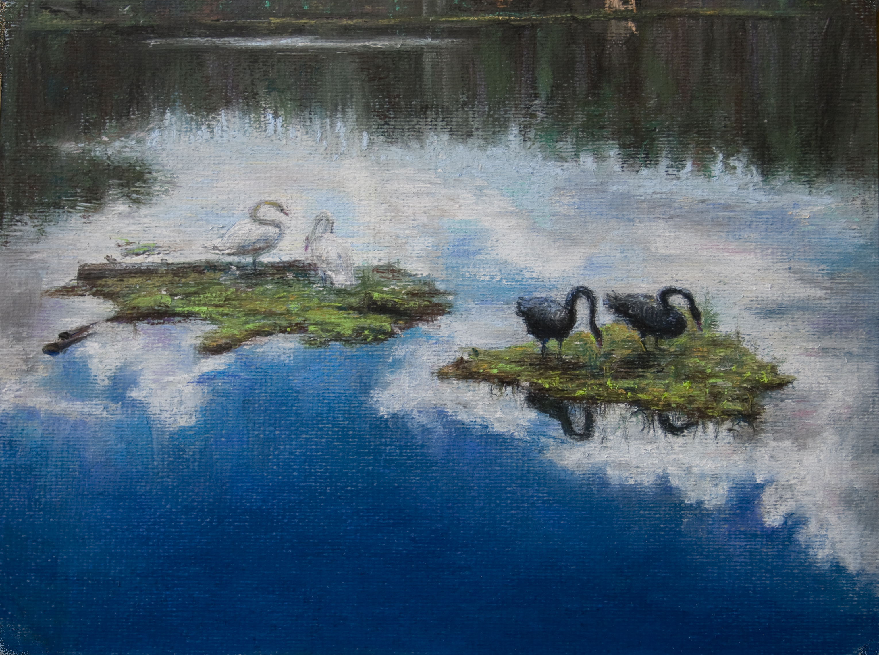Учебный пейзаж пастелью. "Черные и белые лебеди"